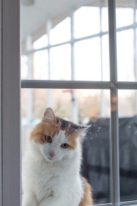 Cat at window