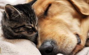 Cat & Dog sleeping
